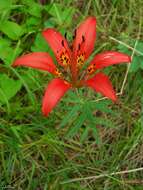 Lilium philadelphicum L. resmi