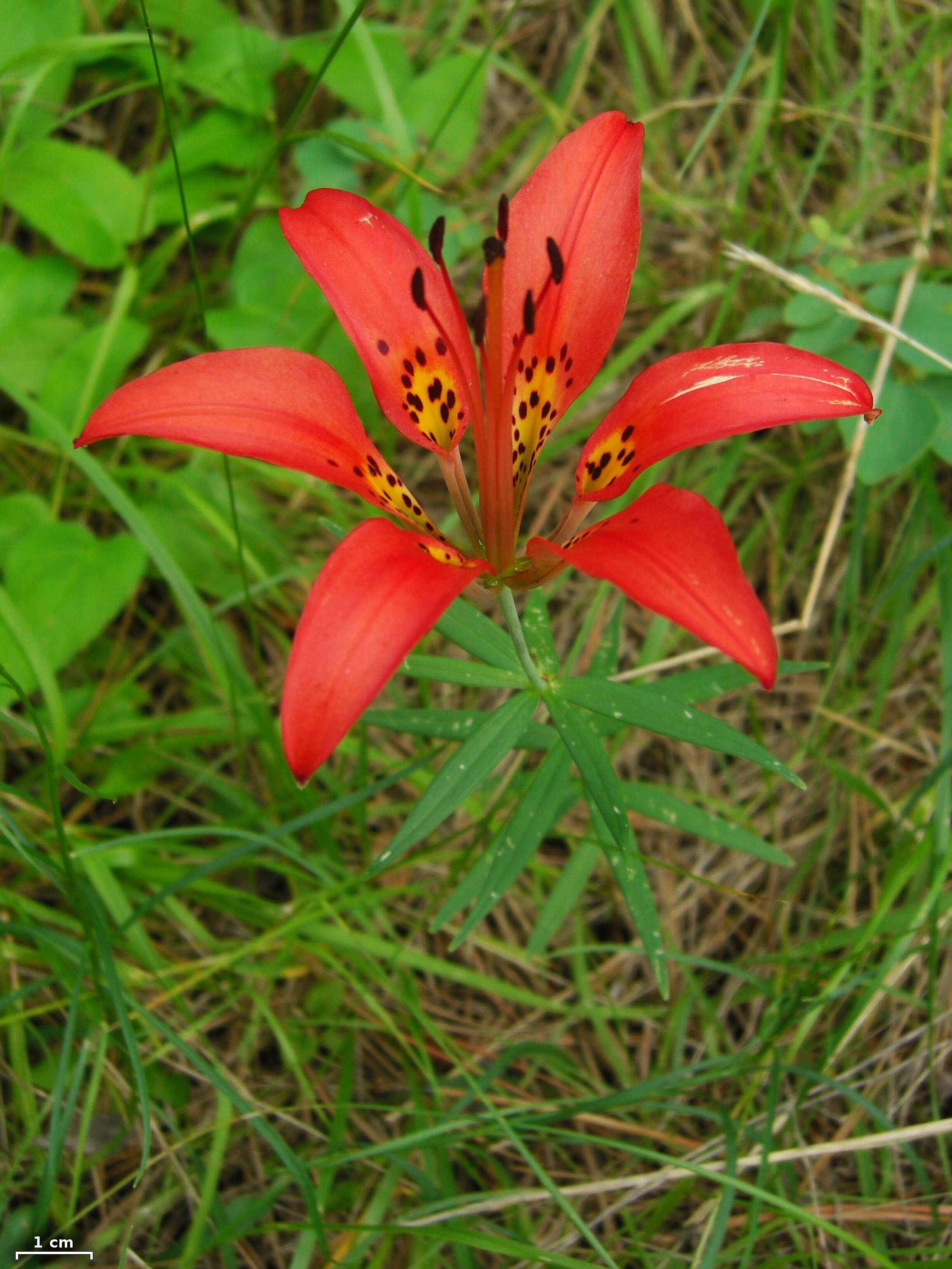 Lilium philadelphicum L. resmi