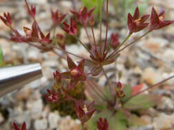 Image of western rockjasmine