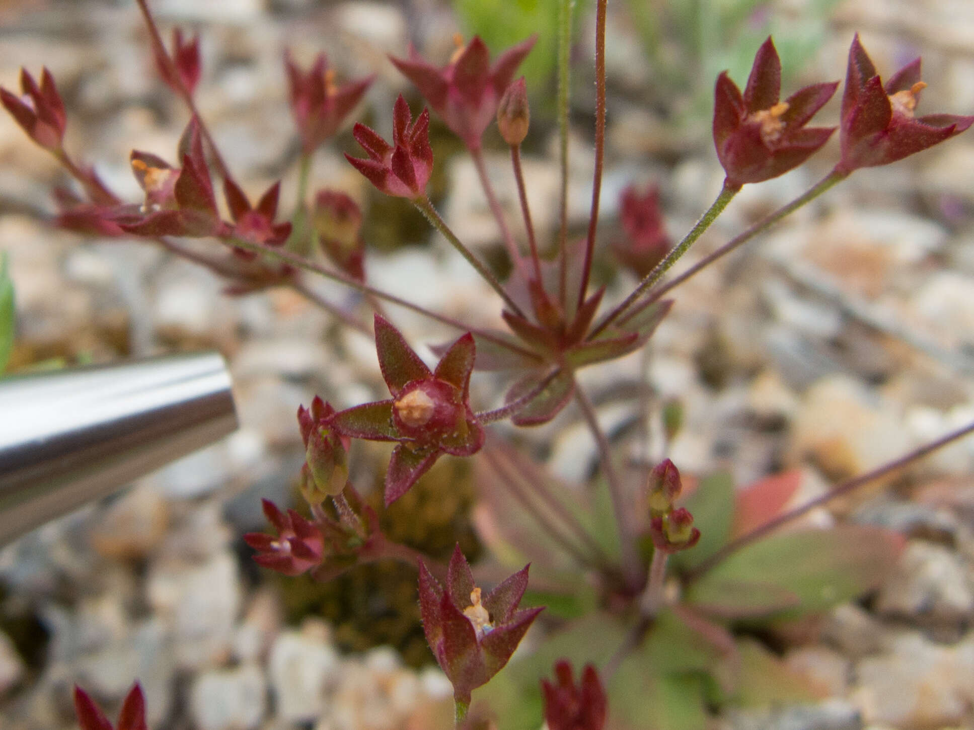 Image de Androsace occidentalis Pursh