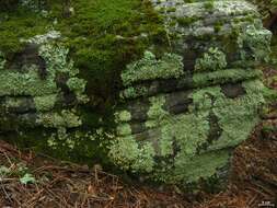 Image of Common greenshield lichen