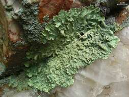 Image of Common greenshield lichen