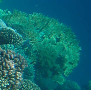 Image of Fire coral