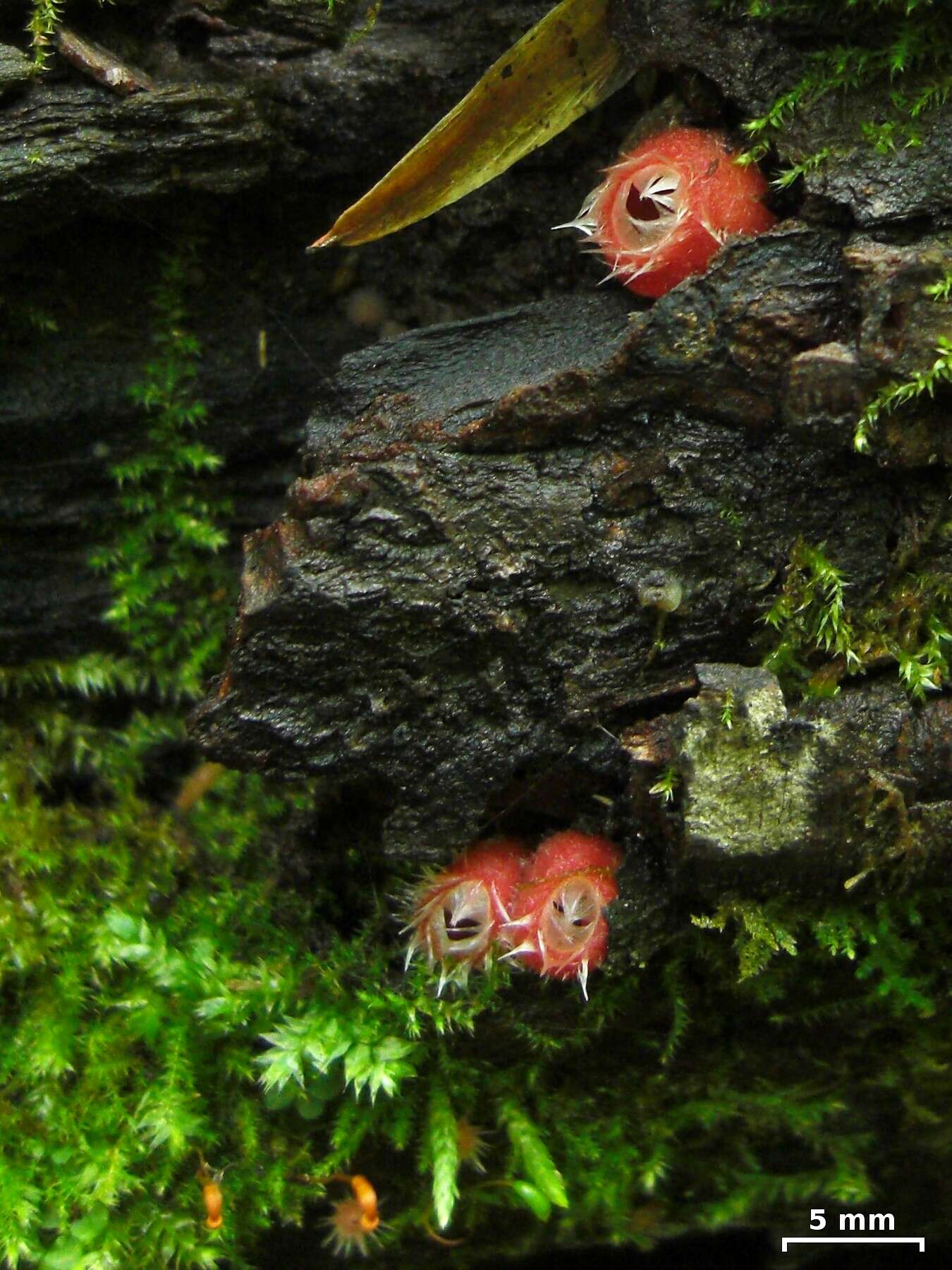 Image of Shaggy Scarlet Cup