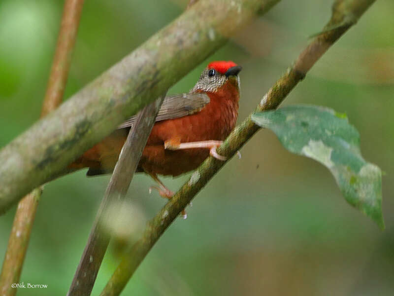 Image of antpecker