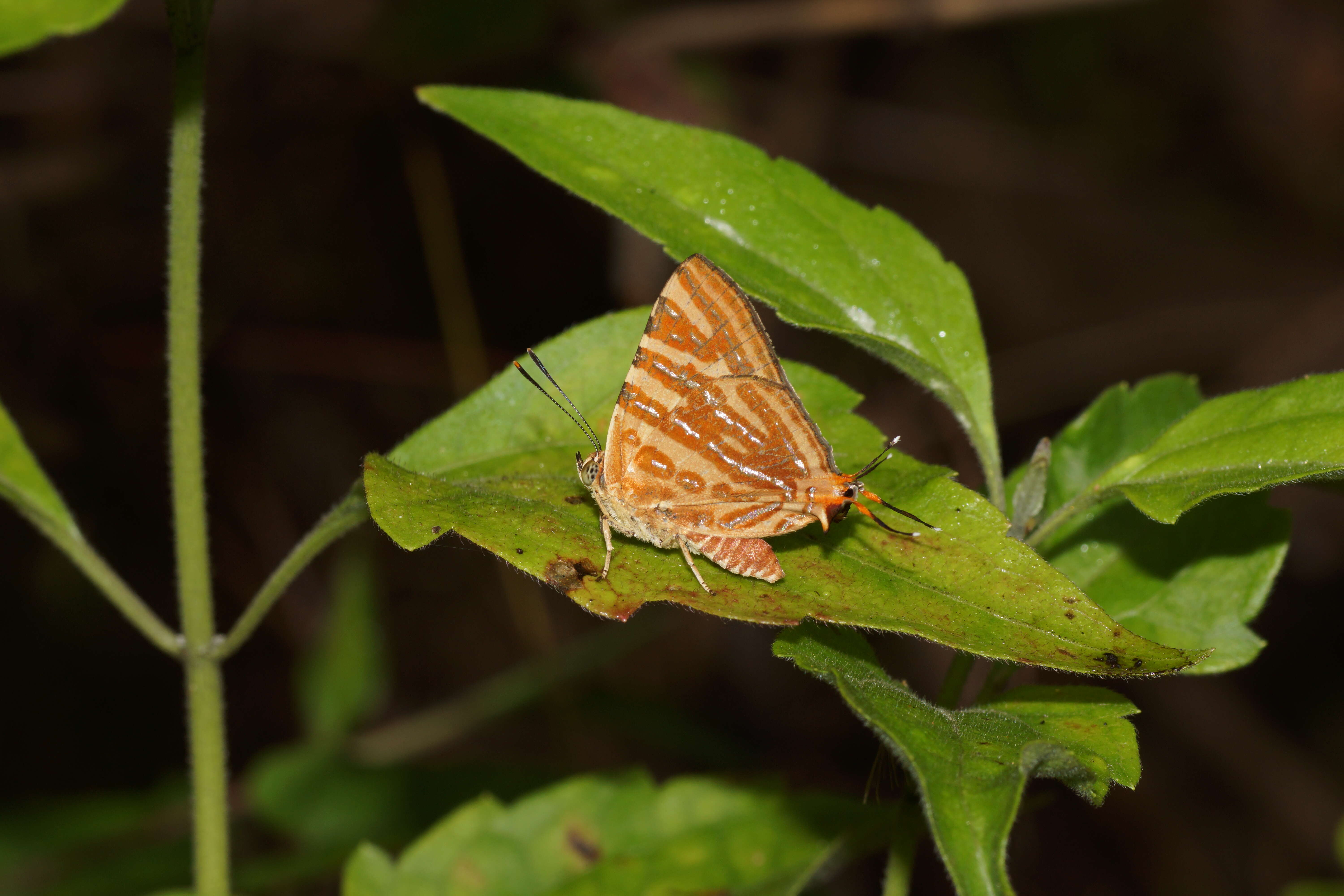 Image of Cigaritis vulcanus