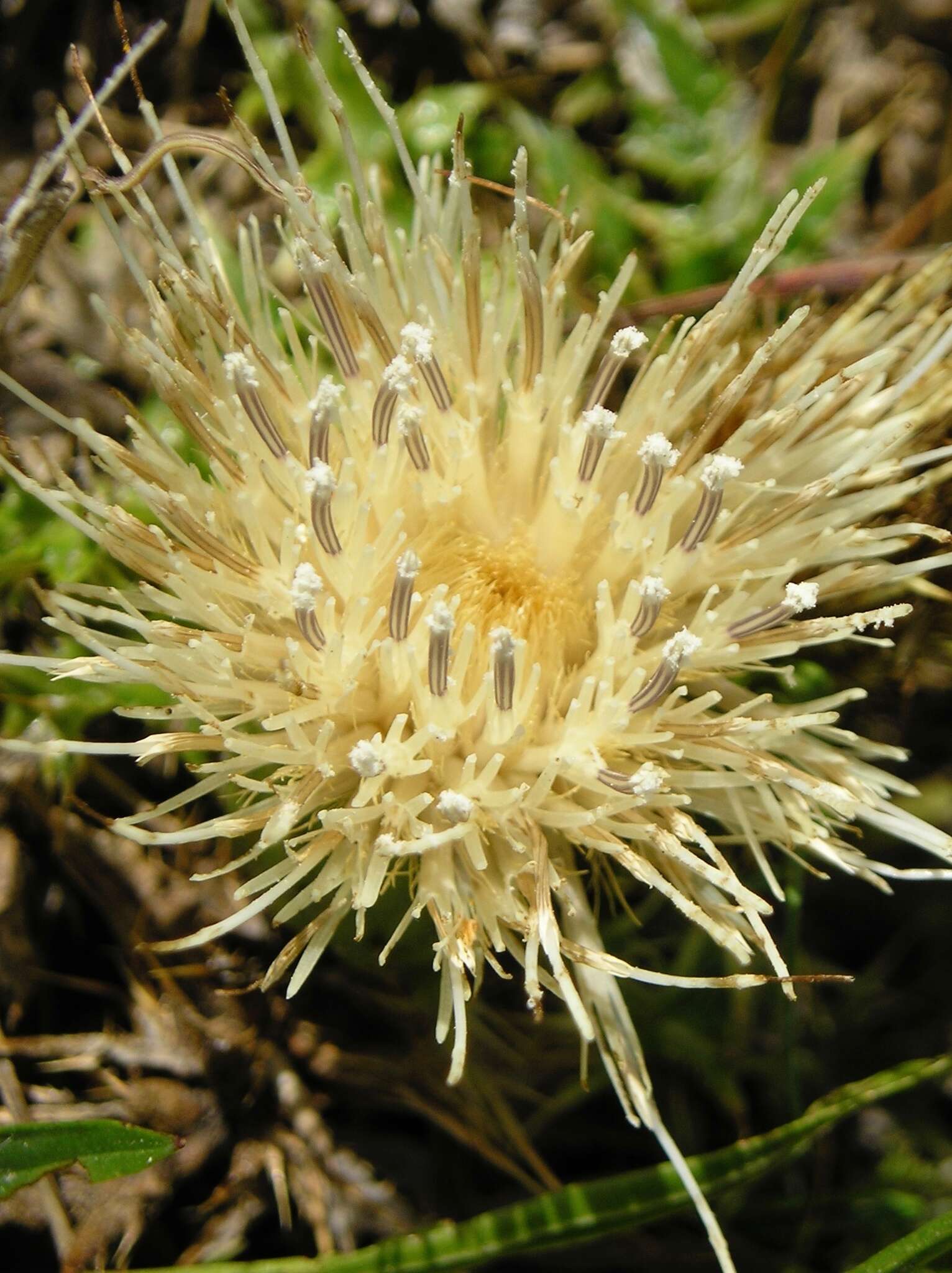 Image of Alameda County thistle