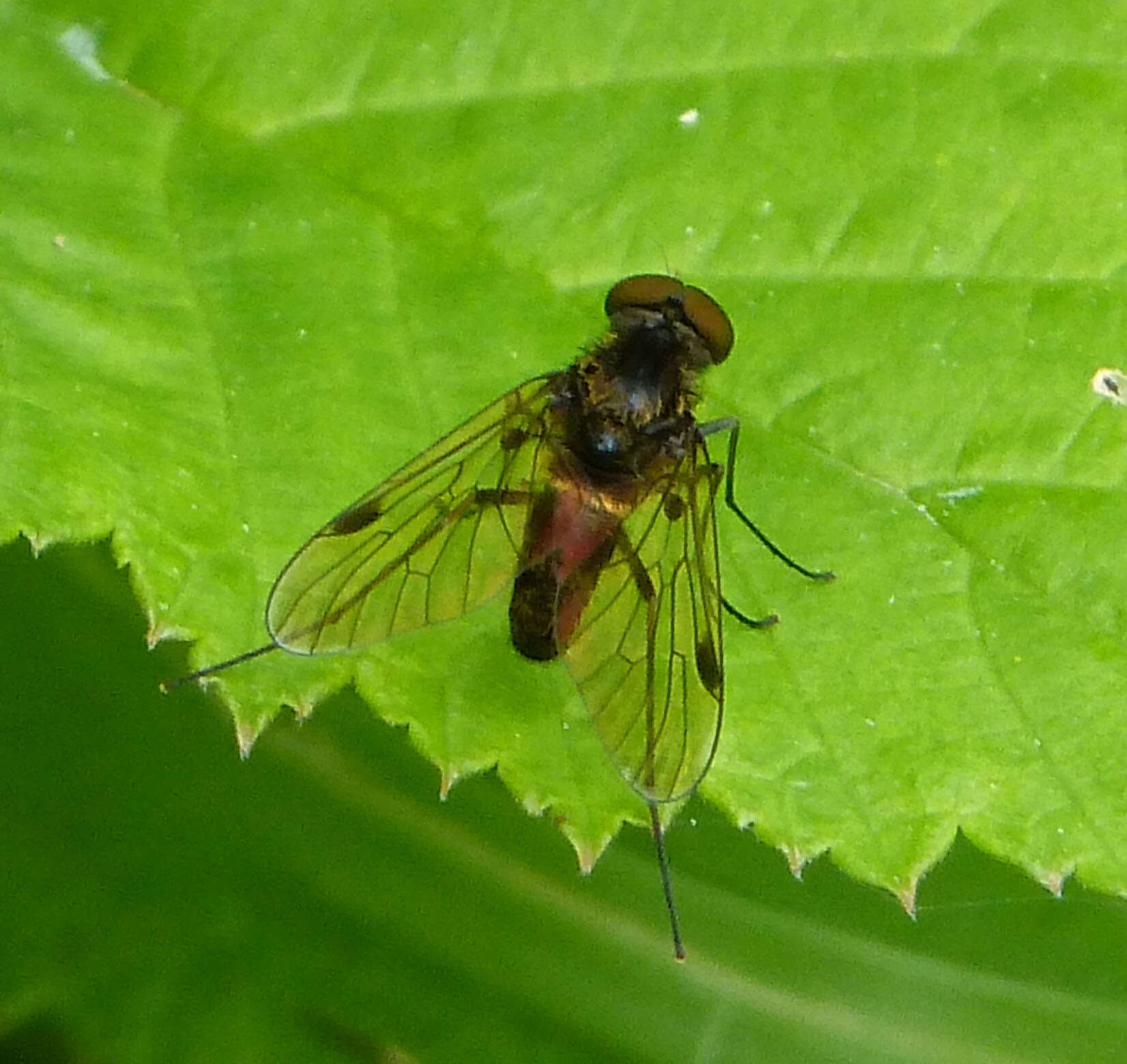 Image of Chrysopilus cristatus