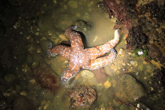 Image of Mottled star