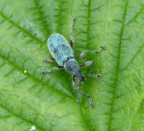 Image of Phyllobius (Metaphyllobius) pomaceus Gyllenhal 1834