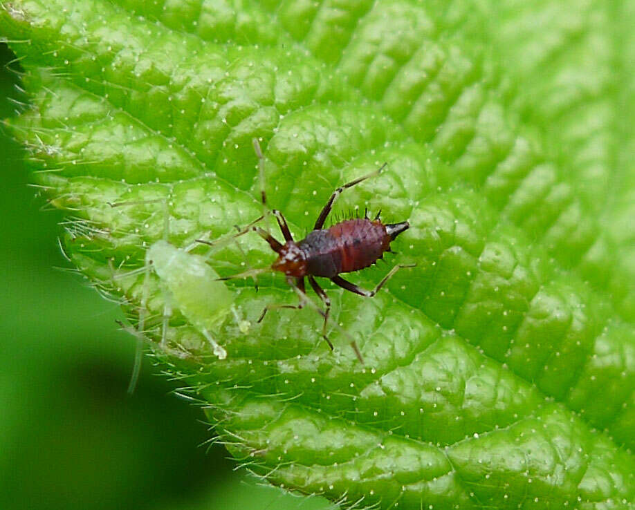 Image of red capsid bug