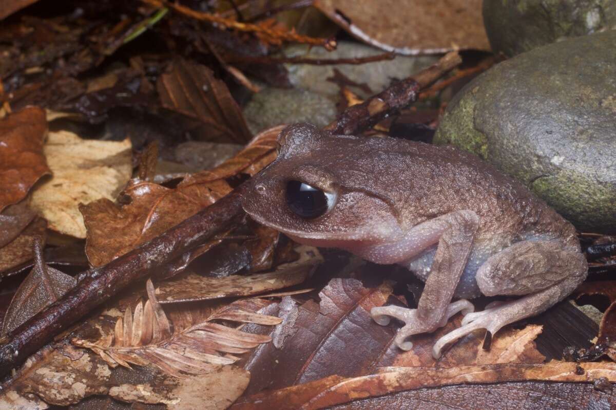 Image of Montane Litter Frog