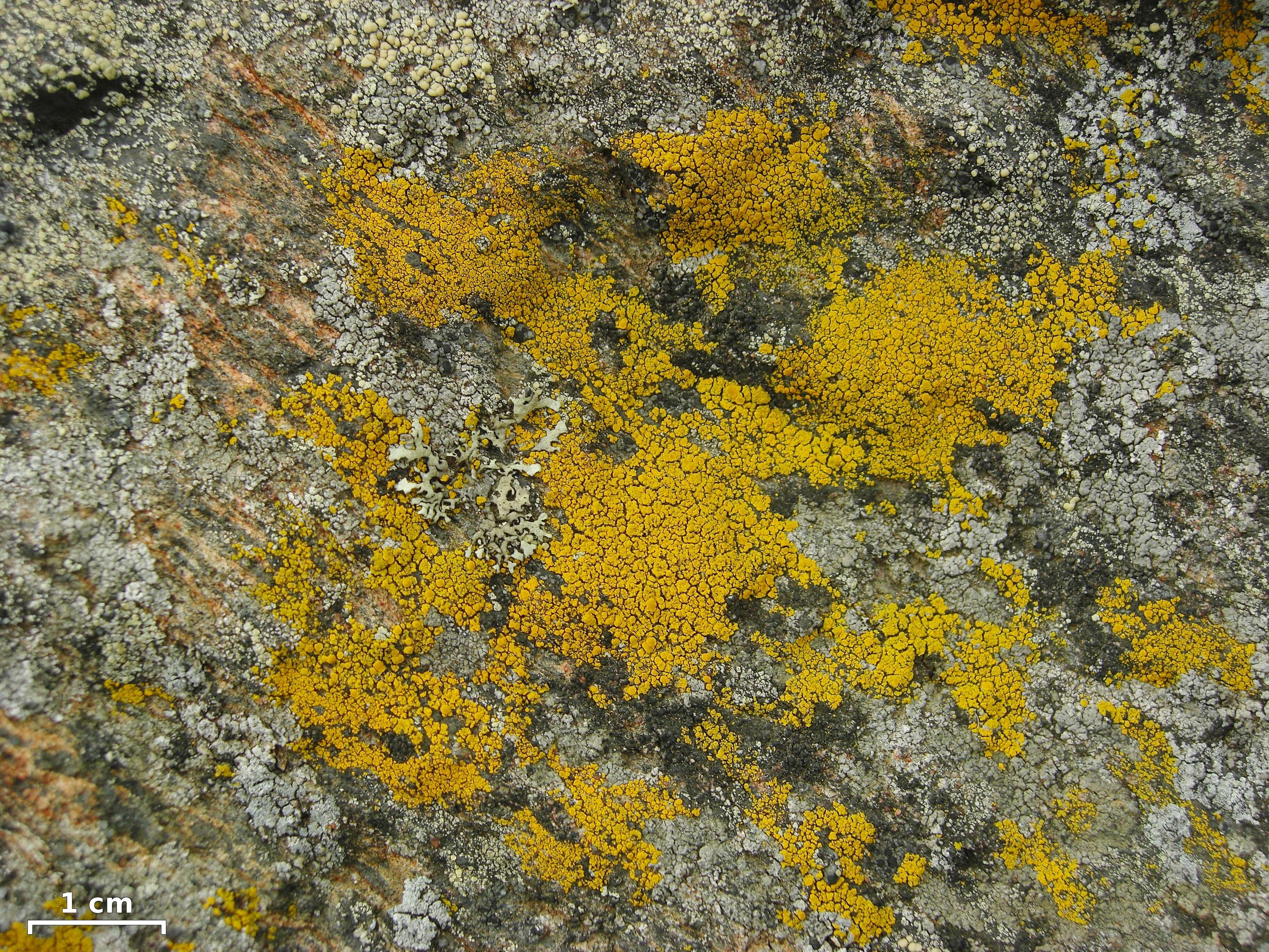 Image of eggyolk lichen