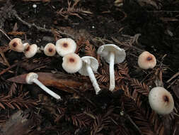 Lepiota castaneidisca Murrill 1912 resmi