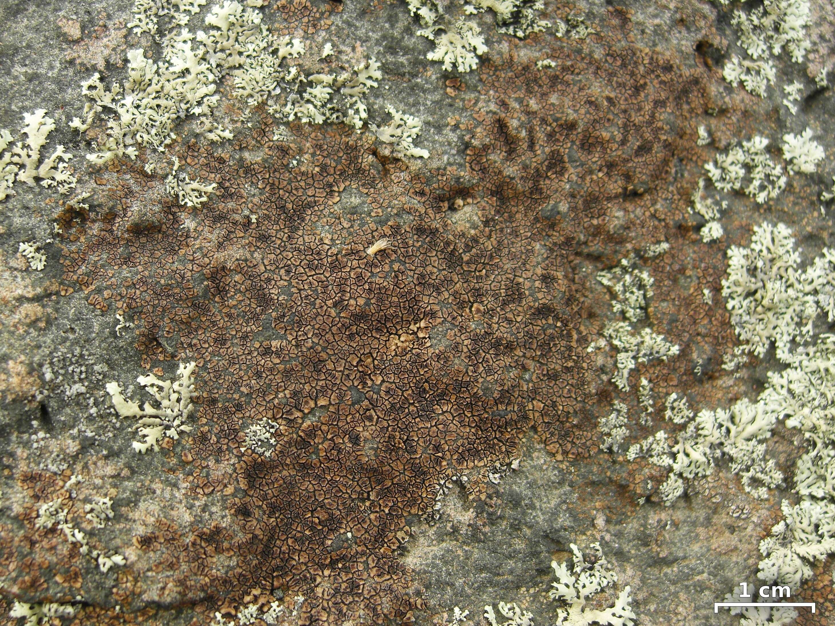 Image of Acarospora fuscata