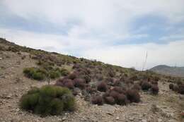 Agave striata subsp. striata resmi