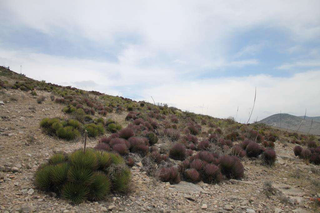 صورة Agave striata subsp. striata