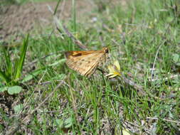 Image of Hylephila phyleus (Drury 1773)