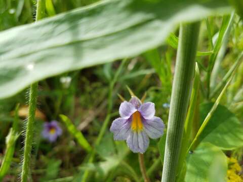 صورة Aphyllon purpureum (A. Heller) J. Holub