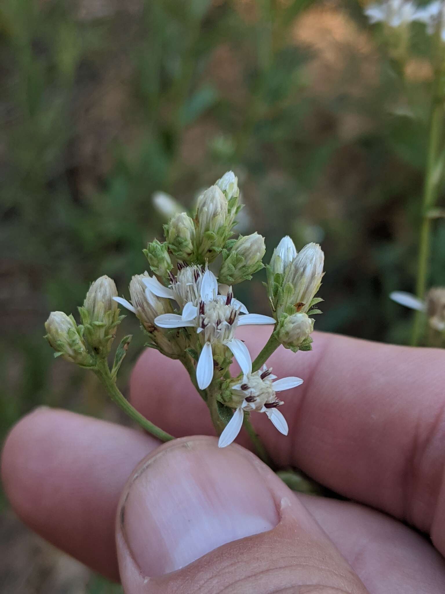 Plancia ëd Sericocarpus oregonensis Nutt.