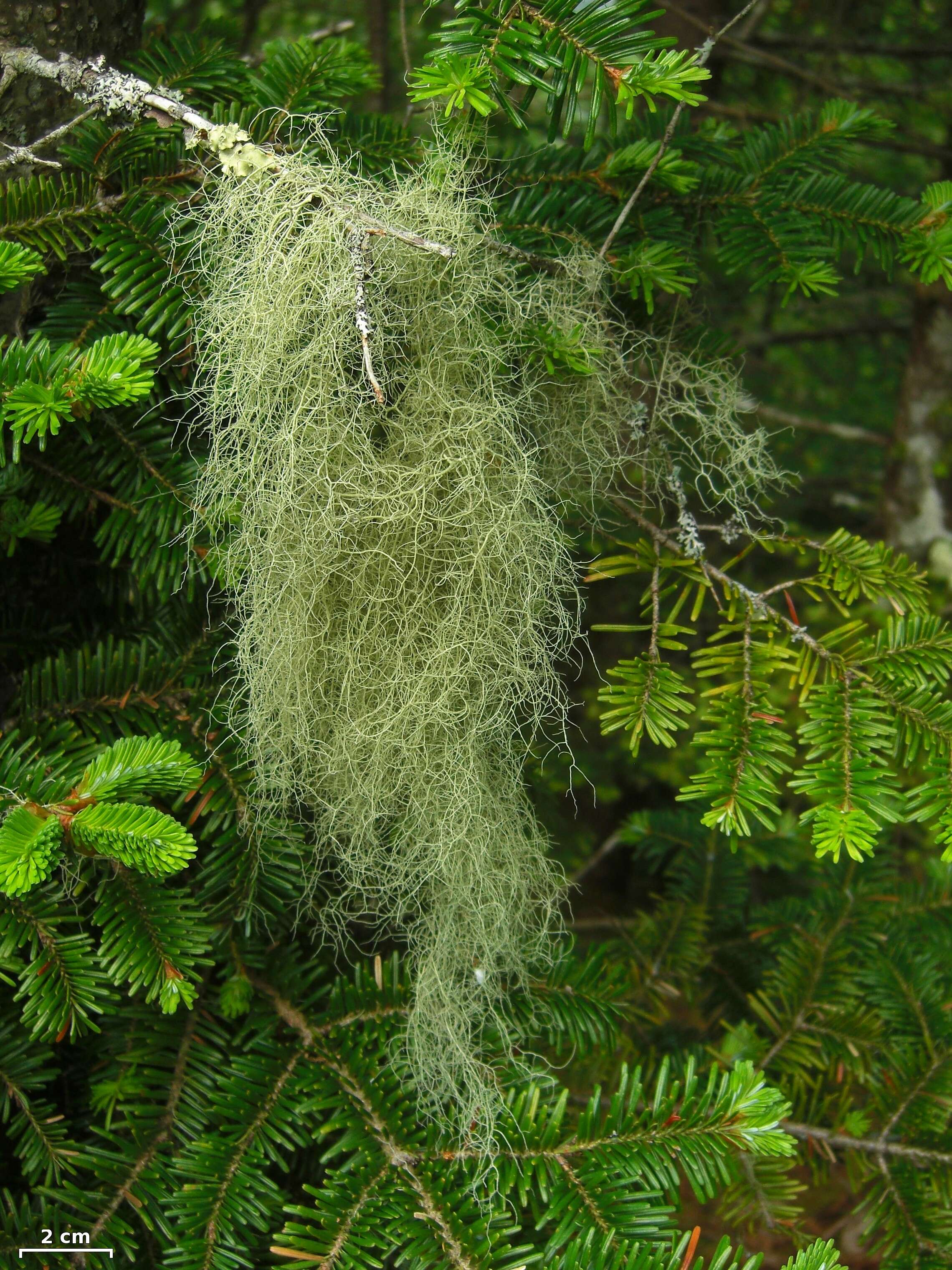 Usnea trichodea的圖片