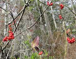 Image of Coral Greenbrier