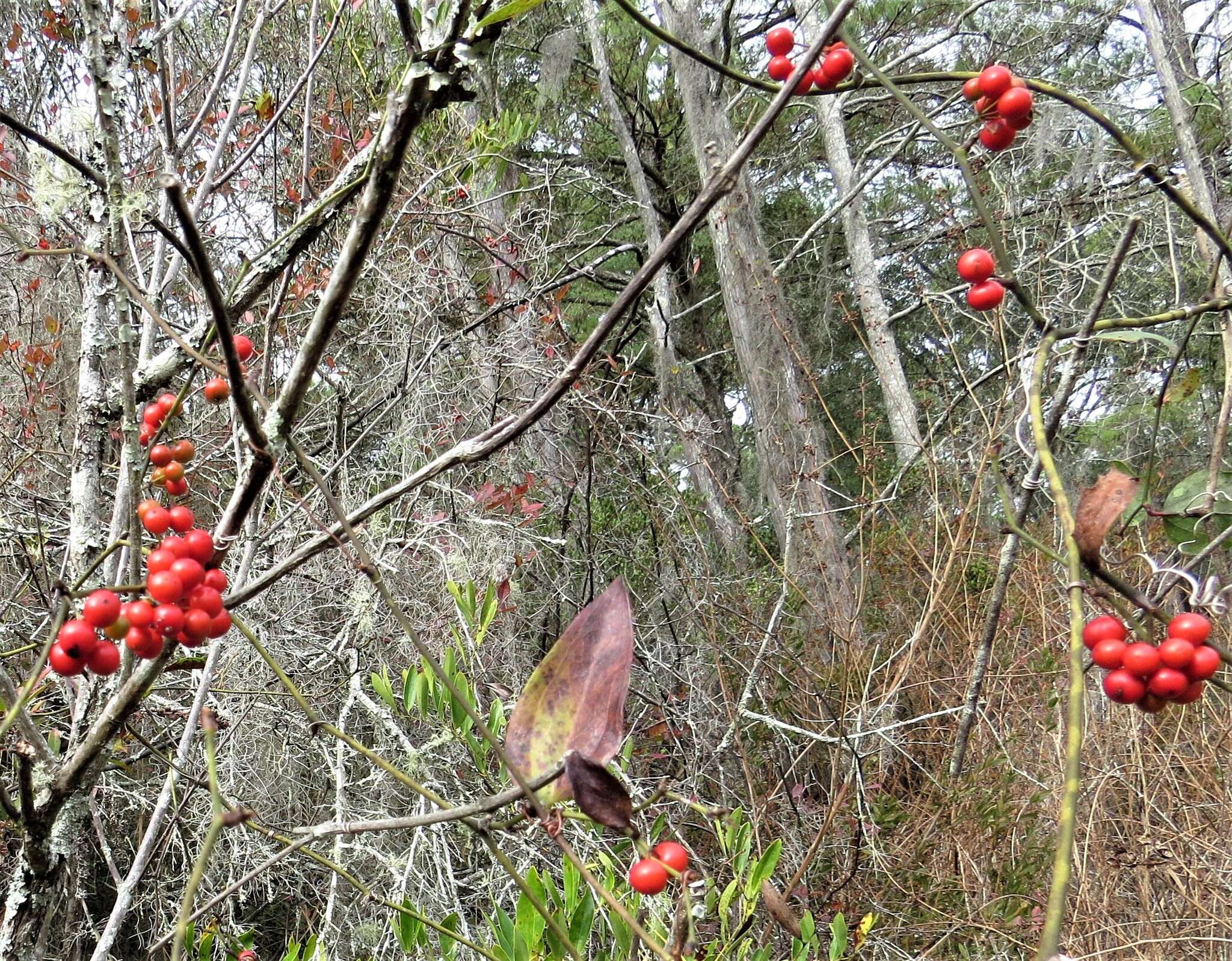 Smilax walteri Pursh resmi