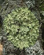 Image of Common greenshield lichen