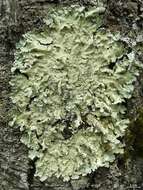 Image of Common greenshield lichen