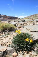 Image of hoary groundsel