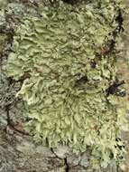 Image of Common greenshield lichen