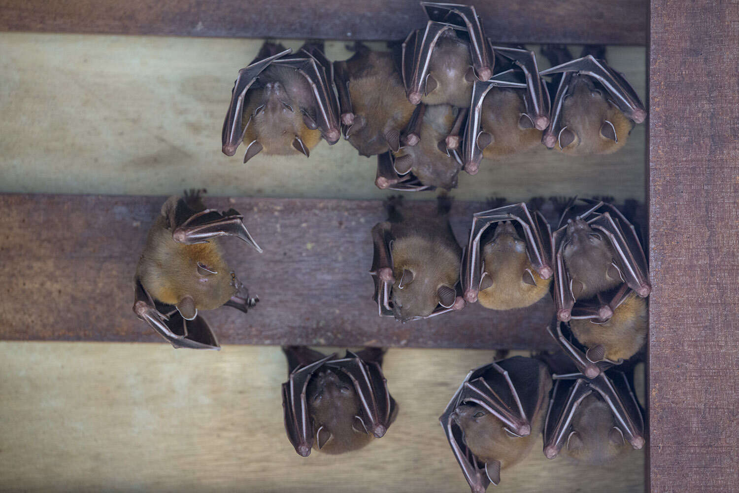 Image of Common Short-nosed Fruit Bat