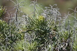 Plancia ëd Echium aculeatum Poir.