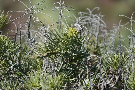 Plancia ëd Echium aculeatum Poir.