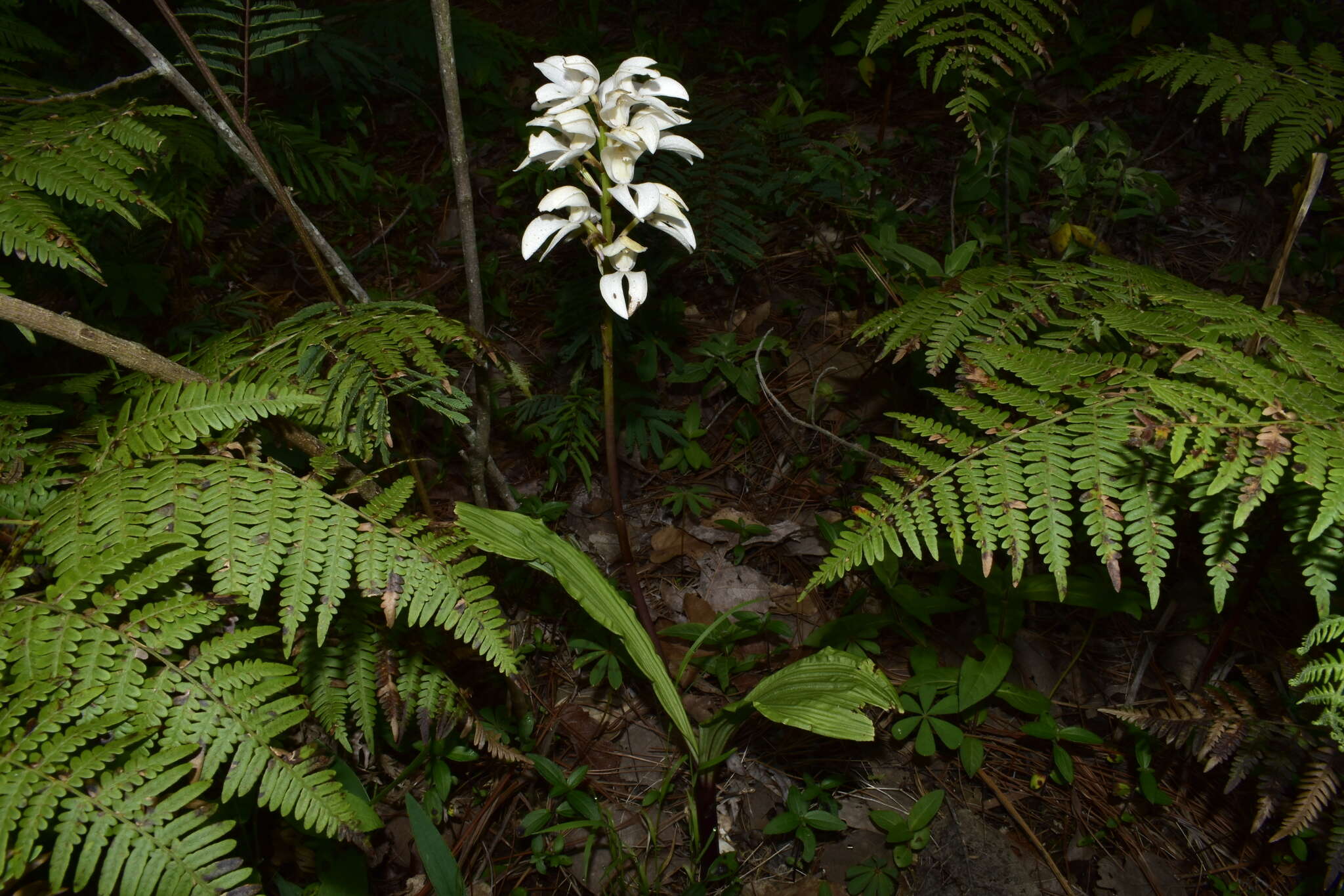 Image of Govenia liliacea (Lex.) Lindl.