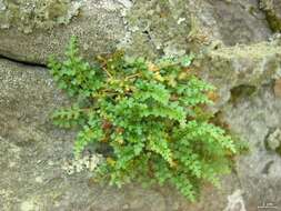 Image of mountain spleenwort