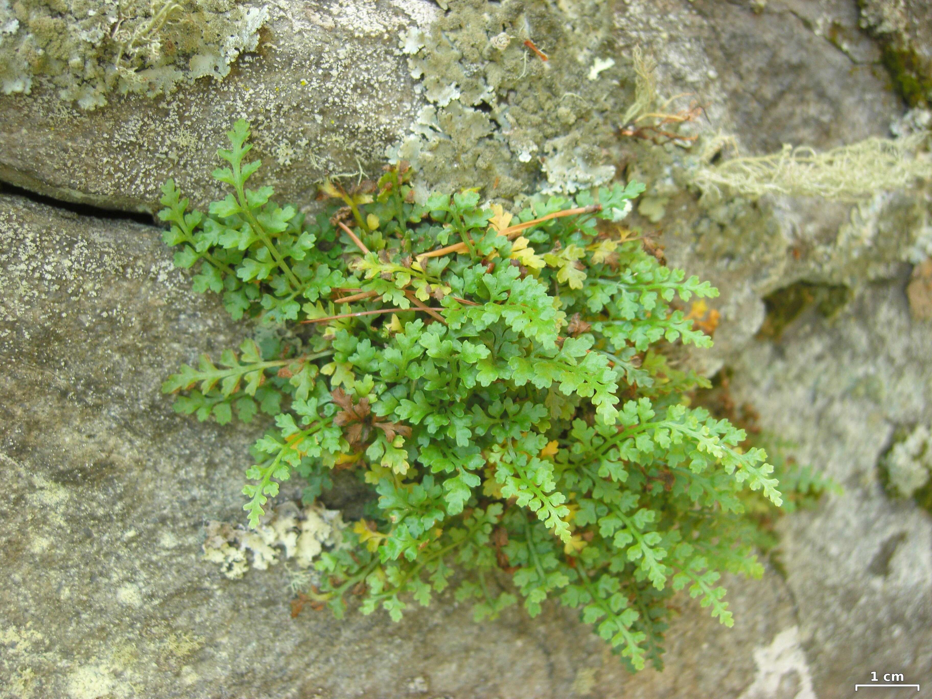 Image of mountain spleenwort