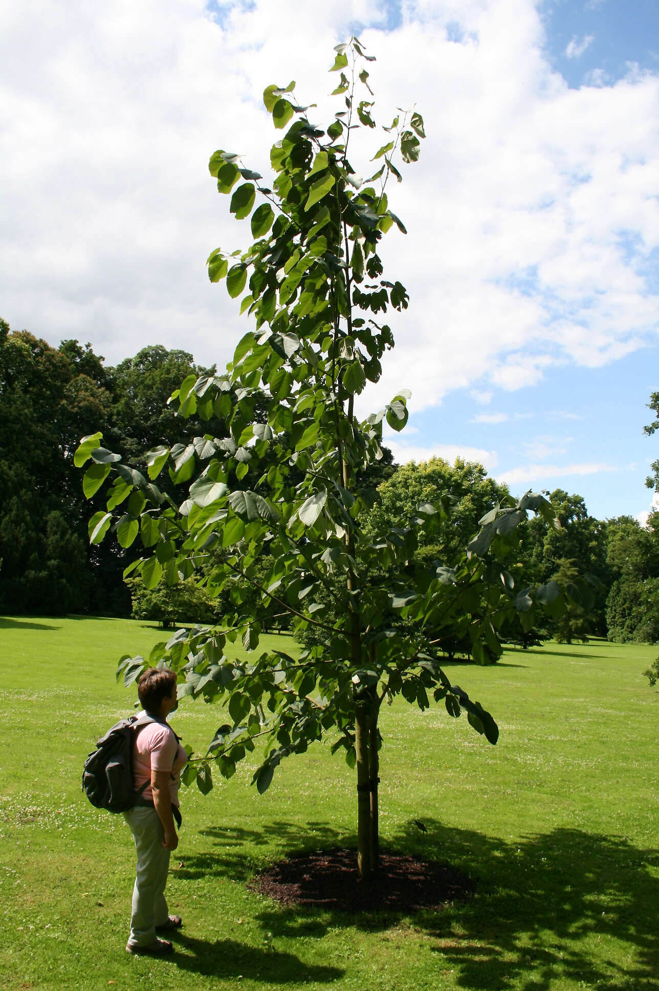 Image of American basswood