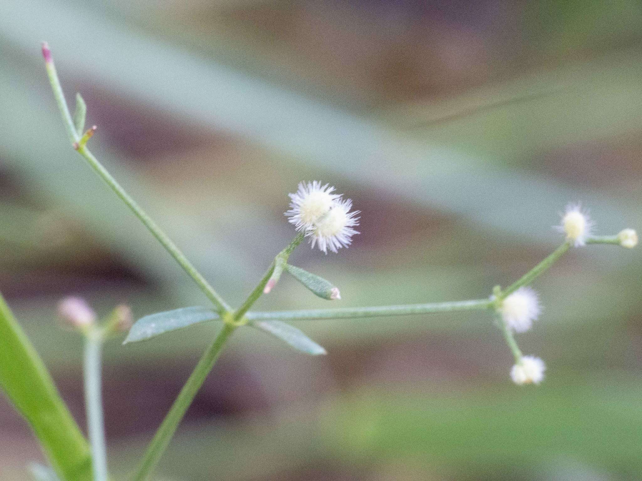 Plancia ëd Galium wrightii A. Gray