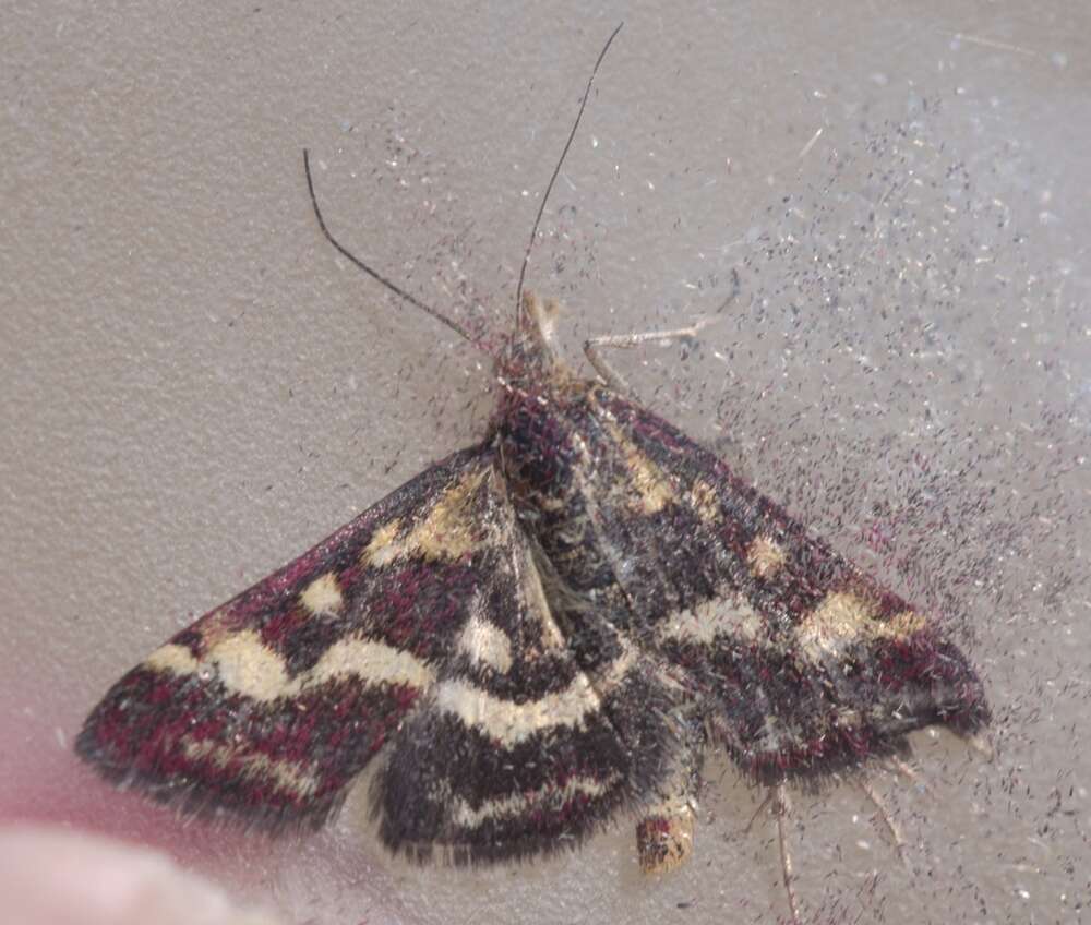 Image de Pyrausta ostrinalis Hübner 1796