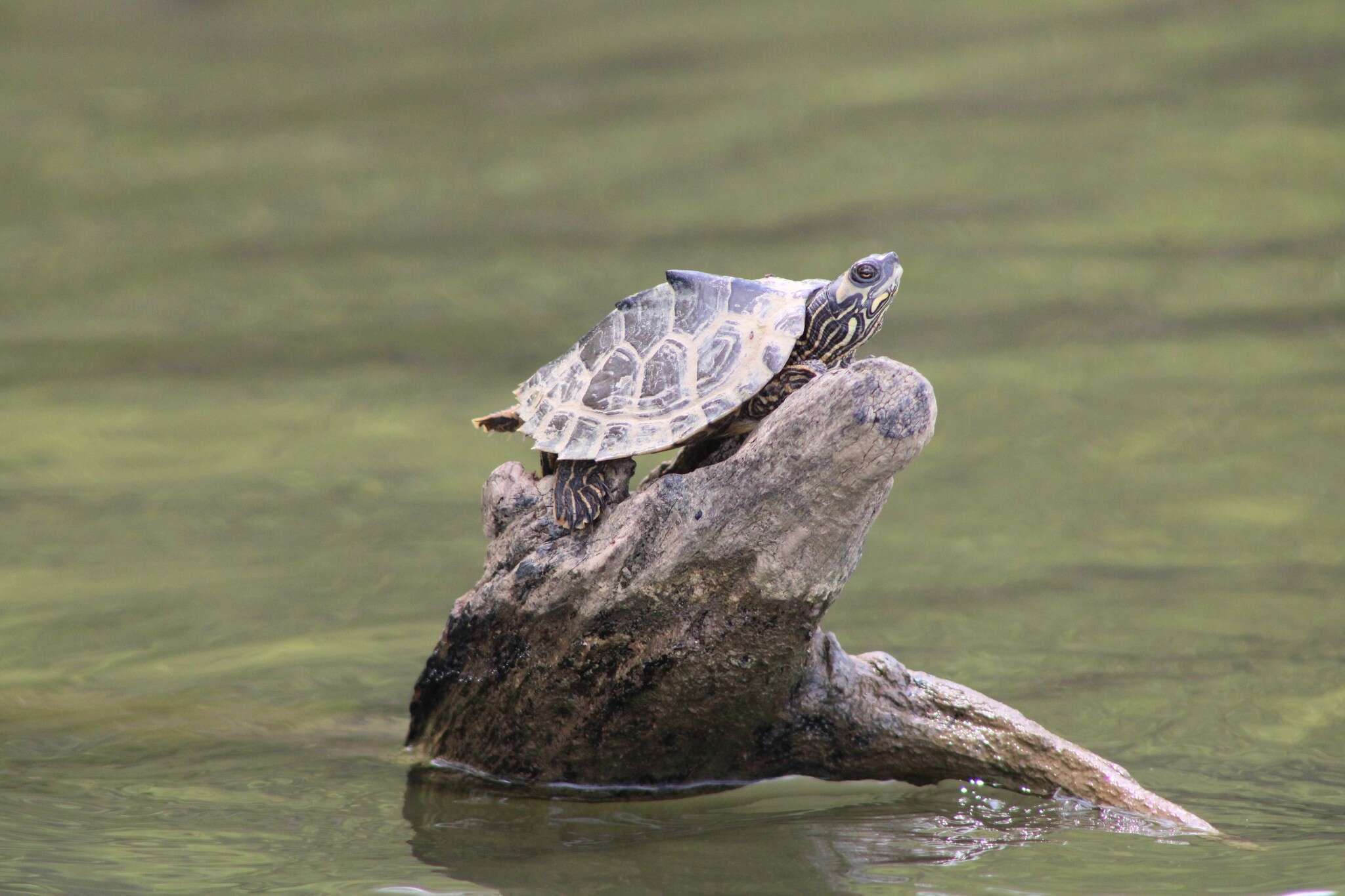 Image of Alabama Map Turtle