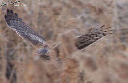 Image of Hen Harrier