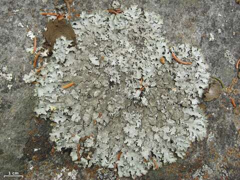 Image of shield lichen