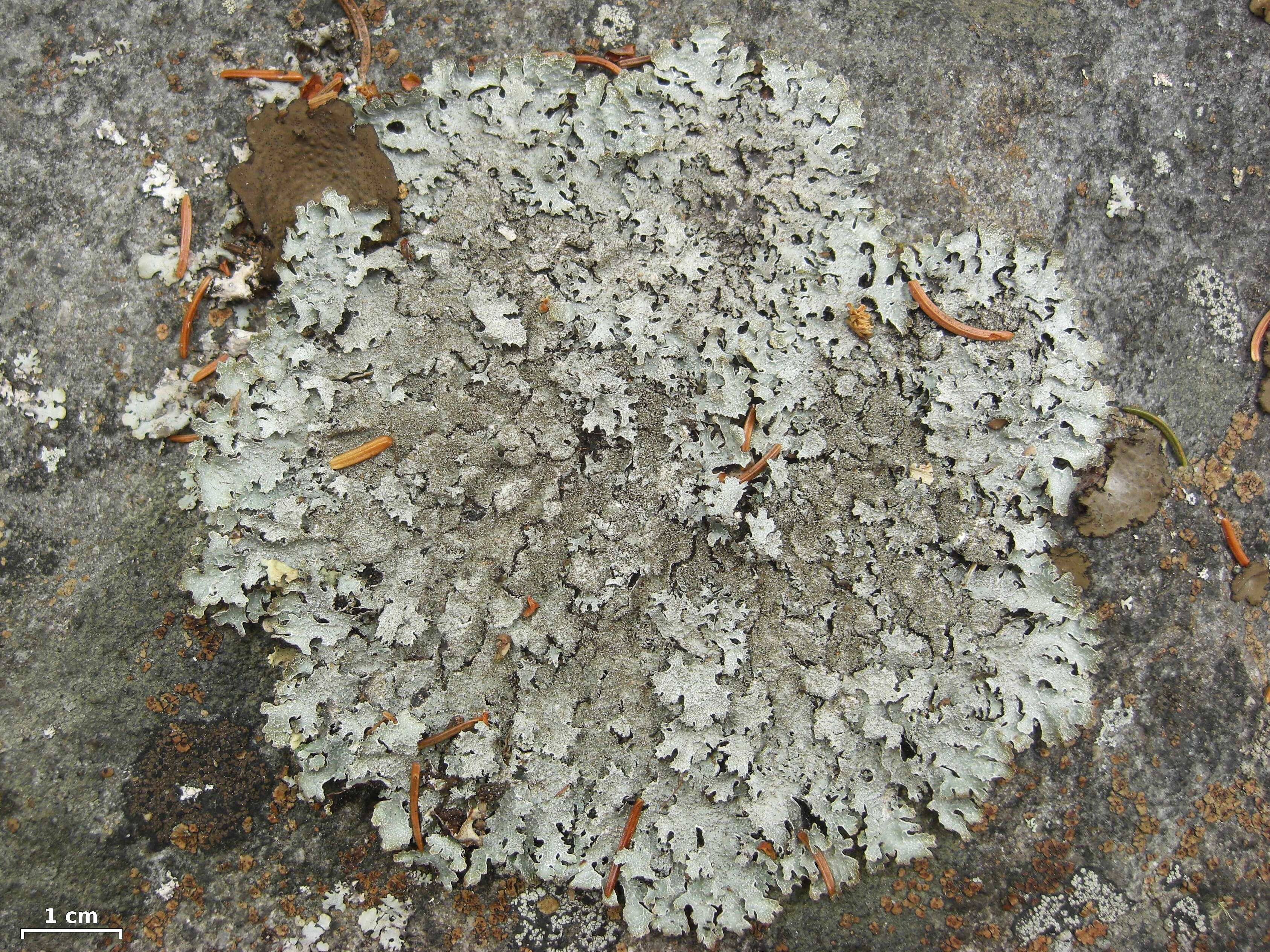 Image of shield lichen