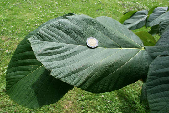 Слика од Tilia americana var. heterophylla (Vent.) Loudon