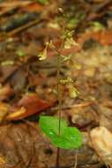 Image of Kidneyleaf twayblade