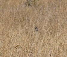 Image of Australian Bustard