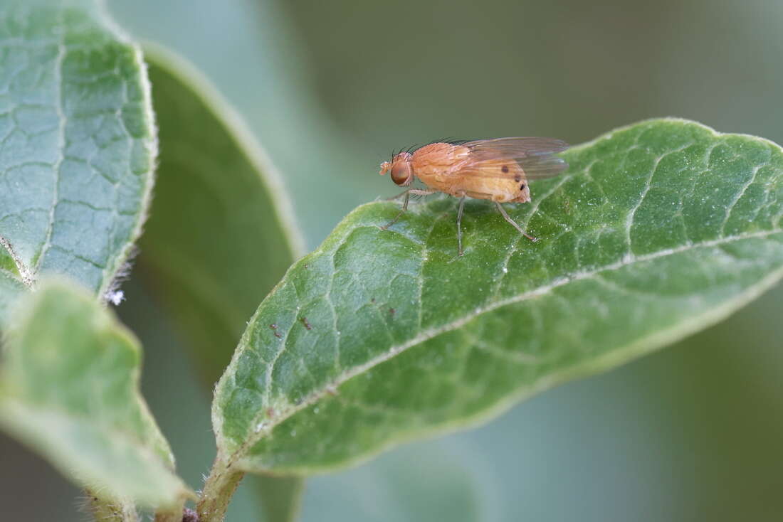 Image of Sapromyza sexpunctata Meigen 1826