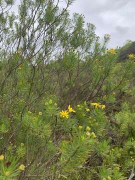 Image of Euryops linearis Harv.