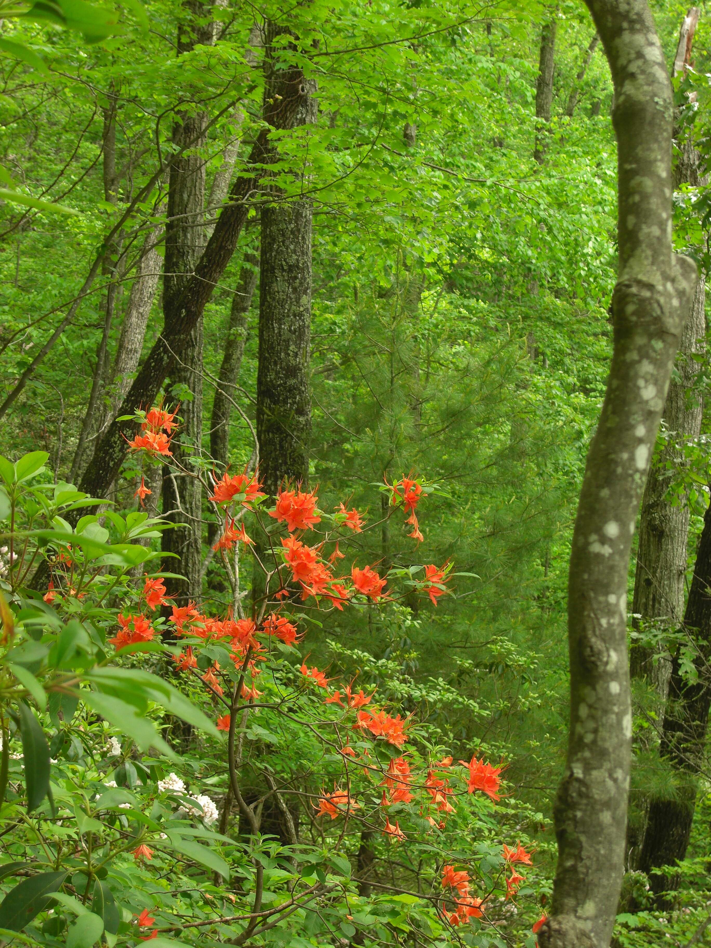 Image of flame azalea